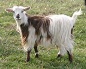 Ponderosa Goats Thelma