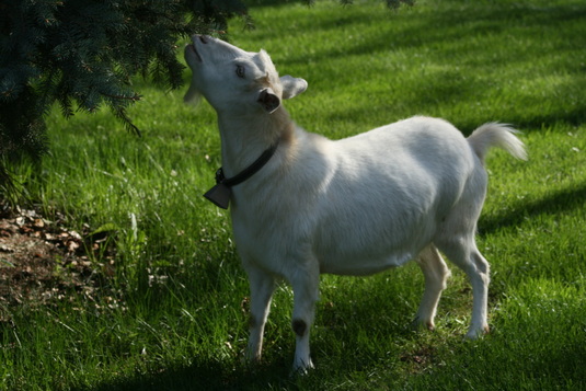 Genesis Acres Lucy-Myotonic Fainting Goat