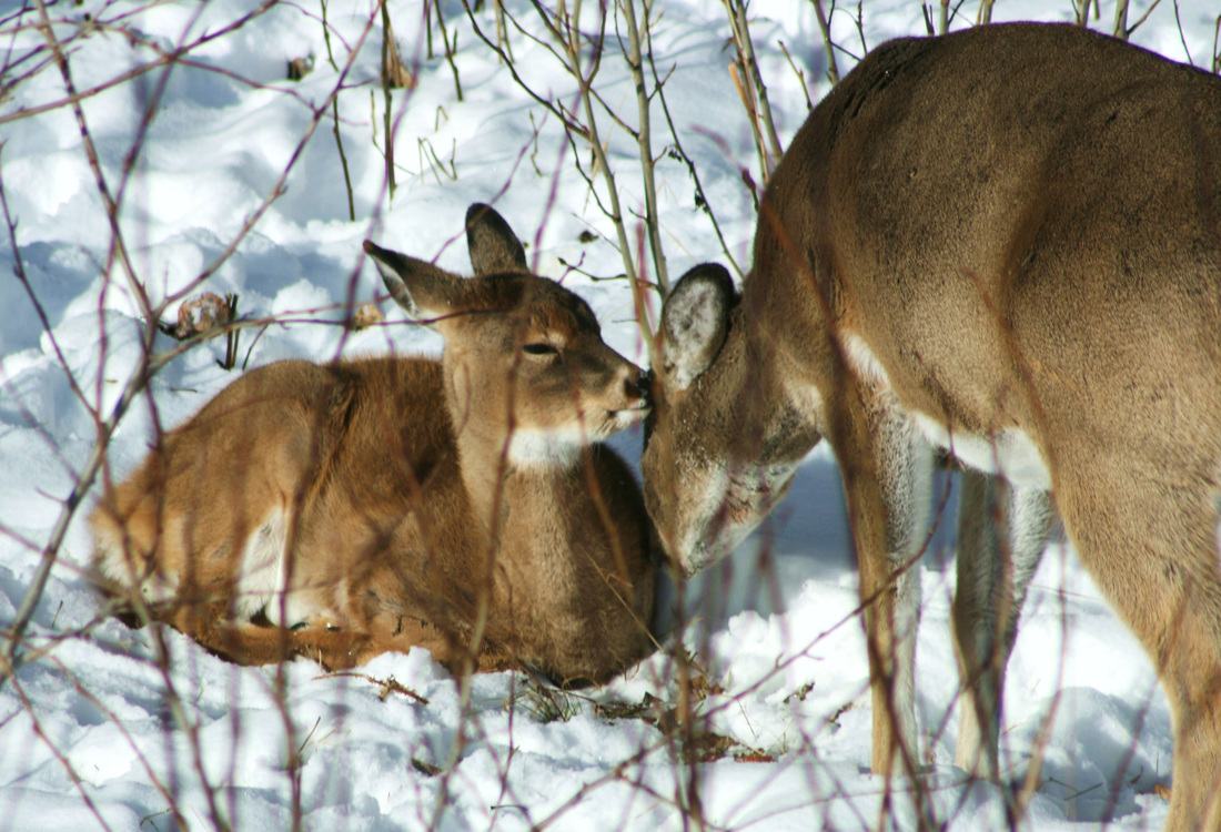 White Tail Doe and Fawn