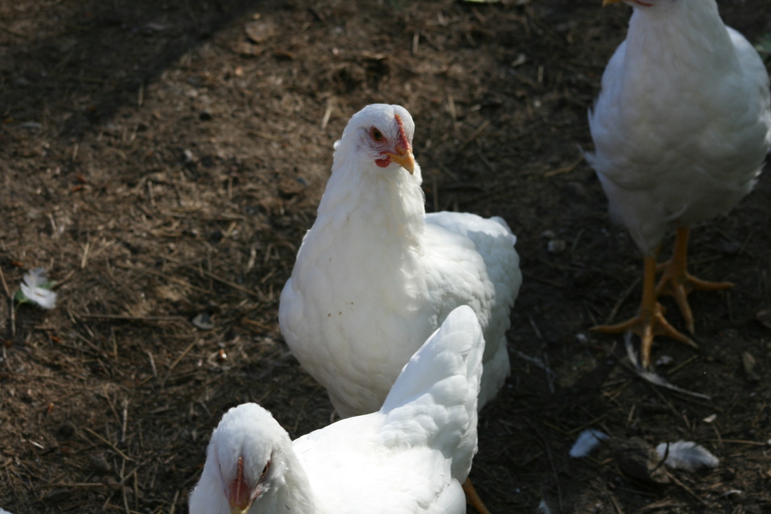 Dos Cabras White Plymouth Chickens