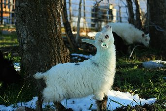 Randolph's Krickett-Mini Silky Fainting Goat