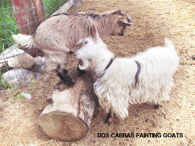 No goat yoga for Ettie! Mini Silky fainting goat kids
