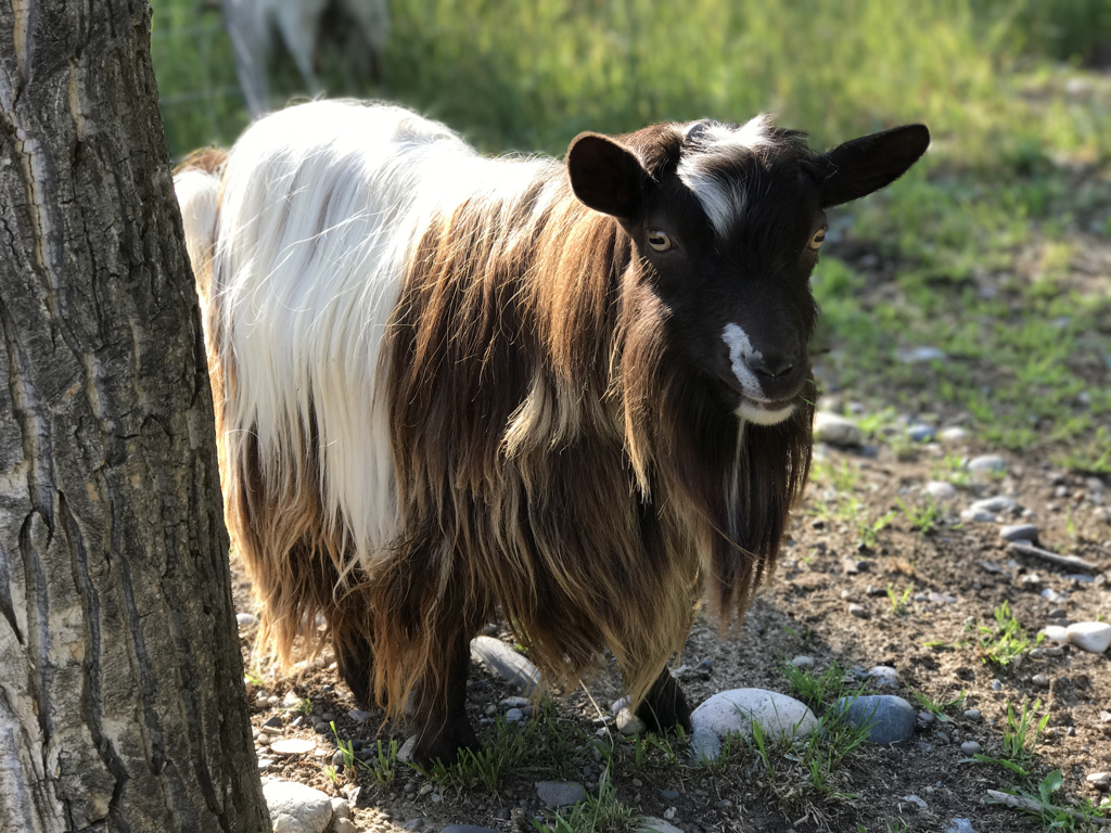 Triple A Acres Chocolate Mousse-Fainting Goat Buckling
