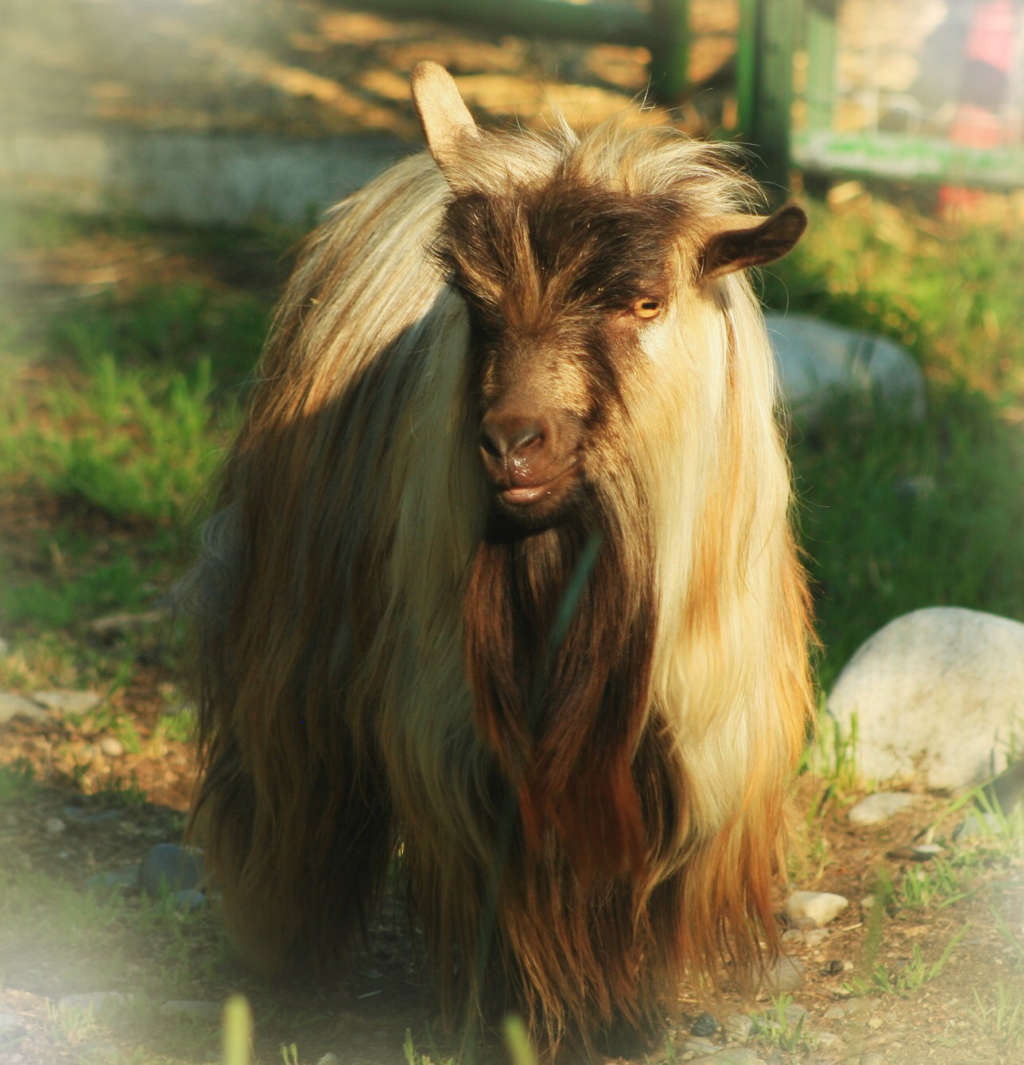 Bells Goats Javier-Mini Silky Fainting Goat Buck