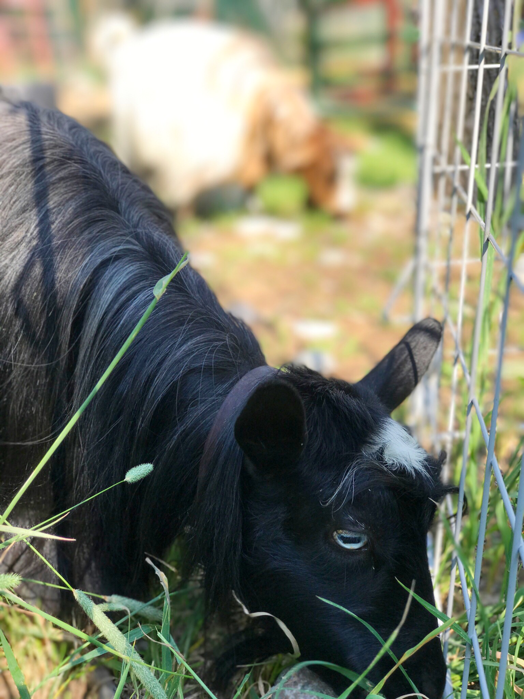Bowden Goat Ranch MidnightStar-Myotonic & Mini Silky Fainting Doe