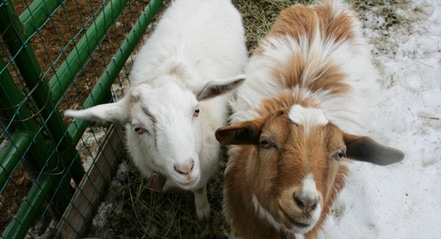 Genesis Acres Lucy and Billy-Myotonic Fainting Goat Twins
