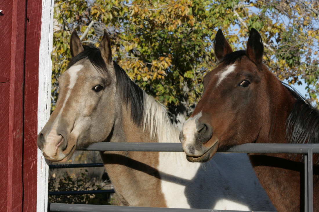 Dos Cabras Horses Pokey & Cruz