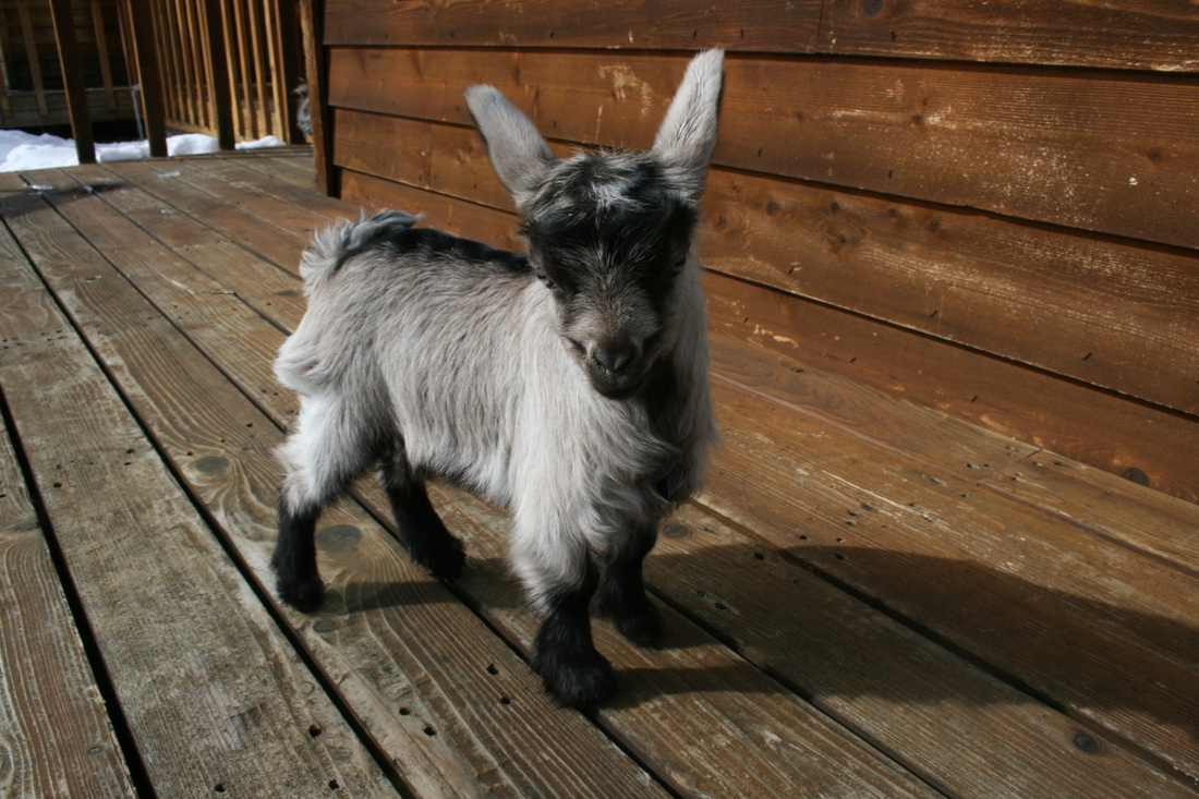 Bells Goats Javier-Mini Silky Fainting Buck