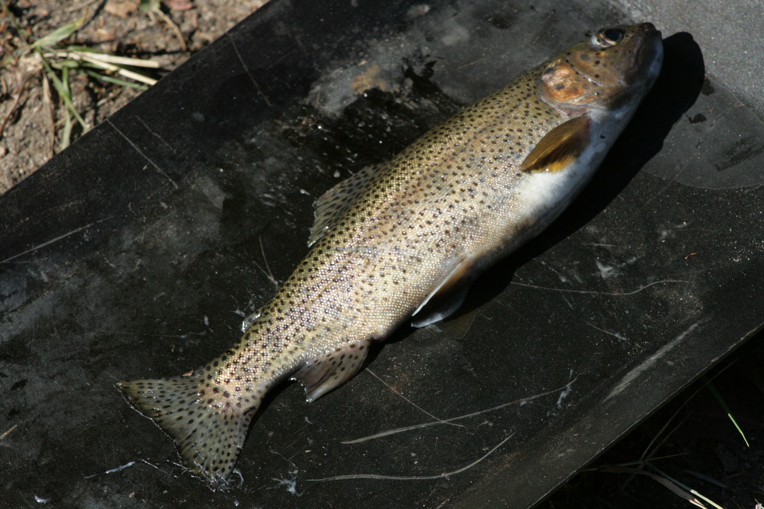 Rainbow Trout out of Rock Creek River in Montana