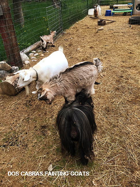 Dos Cabras Goat Yoga!