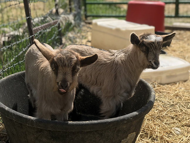 goat kids in a bucket