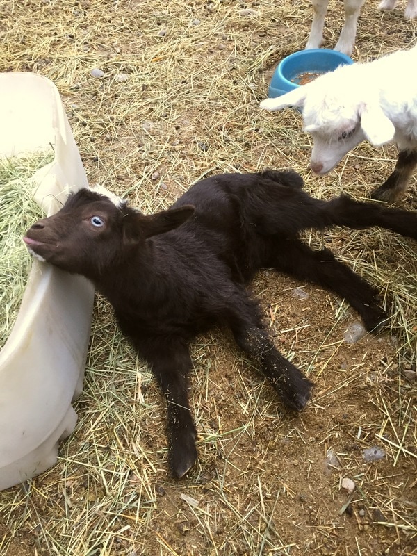 Fainting Goat kid