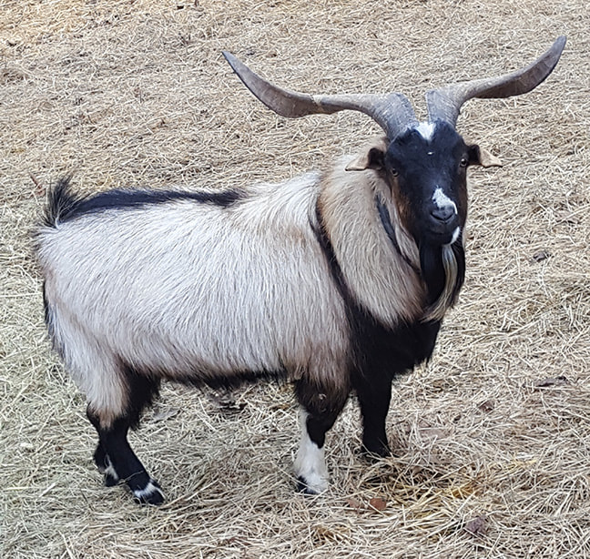 Other Goat Farms, Breeders & Goat Registry Links - Dos Cabras Ranch ...
